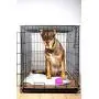 Hartz Home Protection Dog Pads for All Dog Sizes - Super Absorbent and Wont Leak: Odor Eliminating Lavender Scent, Unscented, and Quilted Plus Hartz Home Protection Dog Pads for All Dog Sizes - Super Absorbent and Wont Leak: Odor Eliminating Lavender Scent, Unscented, and Quilted Plus