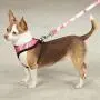 Zack & Zoey Soft Anti Pull Chest Plate Harness & Lead Combos for Dogs Matching Dog Sets ! Zack & Zoey Soft Anti Pull Chest Plate Harness & Lead Combos for Dogs Matching Dog Sets !