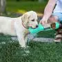 XCYY Portable Dog Water Bottle, Dog Water Bowl Dispenser,Made of Environmentally ABS Material,Multifunctional Integrated Design,with Water Cup,Poop Shovel,Dog Food Container,Garbage Bag,Lanyard,10oz XCYY Portable Dog Water Bottle, Dog Water Bowl Dispenser,Made of Environmentally ABS Material,Multifunctional Integrated Design,with Water Cup,Poop Shovel,Dog Food Container,Garbage Bag,Lanyard,10oz