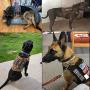 Service Dog in Training Patch for Vest Hook&Loop Embroidered Patches Removable Tag for Tactical Dog K9 Harness Backpack (Style C)