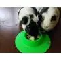 STAYbowl Tip-Proof Ergonomic Pet Bowl for Guinea Pig and Other Small Pets, 1/4-Cup Small Size, Spring Green STAYbowl Tip-Proof Ergonomic Pet Bowl for Guinea Pig and Other Small Pets, 1/4-Cup Small Size, Spring Green
