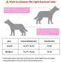 KLCW Pink Dog Harnesses for Small Dogs Diamond Dog Harness for Girl & Dog Birthday Gift- Small Dog Harness No Escape Step in Dog Vest Harness KLCW Pink Dog Harnesses for Small Dogs Diamond Dog Harness for Girl & Dog Birthday Gift- Small Dog Harness No Escape Step in Dog Vest Harness
