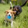 3.2 Inch Durable Pet Dog Balls Toys Rubber Squeak Dog Ball Indestructible Dog Toy Ball Interactive Toy