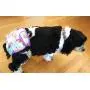Dr. Judy Morgans Naturally Healthy Pets Washable Reusable Dog Diapers (Large)