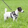 PUPTECK Soft Mesh Dog Harness with Leash - Plaid Adjustable Puppy No Pull Harnesses - Pet Padded Walking Vest