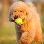 N-A Tennis Balls 3 Pcs Training Sport Play Cricket Dog Toy for Lessons, Practice, Throwing Machines & Playing with Pets