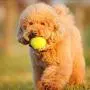 N-A Tennis Balls, 3 Pcs Training Sport Play Cricket Dog Toy Throwing Machines & Playing with Pets N-A Tennis Balls, 3 Pcs Training Sport Play Cricket Dog Toy Throwing Machines & Playing with Pets