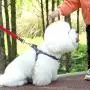 iCAGY Dog Harness and Leash Set with Collar for Small Pets, Easy Walk Adjustable No Pull Dog Harness Leash Collar, Soft Nylon H-Shape Full Dog Body Harness, Red S iCAGY Dog Harness and Leash Set with Collar for Small Pets, Easy Walk Adjustable No Pull Dog Harness Leash Collar, Soft Nylon H-Shape Full Dog Body Harness, Red S