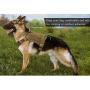 DGSD Tactical Dog Harness with Metal Buckle,Working Pet MOLLE Vest with Handle, Easy Control Handle for Large Dog Walking, Hook and Loop for Dog Patch, No Pulling Front Leash Clip,C,M