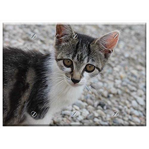 Triple Blank Wall Plate Cover - Cat Cheeky Pet Head Kitten Cat Eyes Tiger Cat