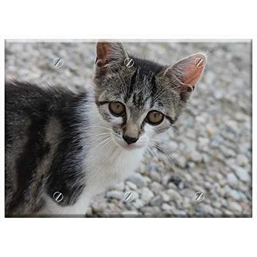 Triple Blank Wall Plate Cover - Cat Cheeky Pet Head Kitten Cat Eyes Tiger Cat Triple Blank Wall Plate Cover - Cat Cheeky Pet Head Kitten Cat Eyes Tiger Cat