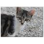 Triple Blank Wall Plate Cover - Cat Cheeky Pet Head Kitten Cat Eyes Tiger Cat