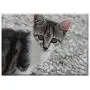 Triple Blank Wall Plate Cover - Cat Cheeky Pet Head Kitten Cat Eyes Tiger Cat Triple Blank Wall Plate Cover - Cat Cheeky Pet Head Kitten Cat Eyes Tiger Cat