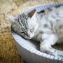 KATRIS Nest Cat Scratcher Lounge Bed - for Rubbing, Resting, and Scratching