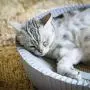 KATRIS Nest Cat Scratcher Lounge Bed - for Rubbing, Resting, and Scratching KATRIS Nest Cat Scratcher Lounge Bed - for Rubbing, Resting, and Scratching