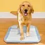 Simple Solution Dog Pad Holder | Portable Tray for Pet Training and Puppy Pads | Protection Against Pad Leakage, Bunching, and Shredding | Fits Pads 21 x 21 Inches or Larger