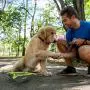 Collapsible Canvas Dog Bowl, Portable for Easy Travel, Foldable and Pocket Size for Running, Walking, Hiking, and Camping, Waterproof Lining Holds Food and Water and Includes Reflective Trim