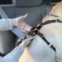 Kurgo Dog Harness/Car Harness for Dogs