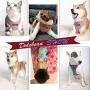 Dolebean 2021 Newest No Pull Dog cat Harness Vest for Small Medium Large Dogs in Training Harnesses Dolebean 2021 Newest No Pull Dog cat Harness Vest for Small Medium Large Dogs in Training Harnesses