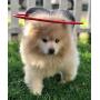 Muffin’s Halo Blind Dog Harness Guide Device – Help for Blind Dogs to Avoid Accidents & Build Confidence – Ideal Blind Dog Accessory to Navigate Surroundings. Helped Over 30,000 Blind Dogs!