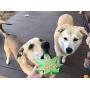 SodaPup MKB Colorado Maple Leaf Ultra-Durable Nylon Chew Toy - Made in USA - for Heavy Chewers -Green