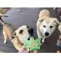 SodaPup MKB Colorado Maple Leaf Ultra-Durable Nylon Chew Toy - Made in USA - for Heavy Chewers -Green SodaPup MKB Colorado Maple Leaf Ultra-Durable Nylon Chew Toy - Made in USA - for Heavy Chewers -Green