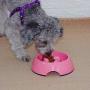 ljfjf Gobble-Stop Slow Feeder Dog Bowl Slow Eating Anti-Gulp BPA Free Melamine Bowl Fun Interactive Pet Bowl for Dogs Cats Puppies, Small, Black