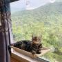 Cat Window Perch, Cat Window Seat Bed Hammock Space Saving Design 360° Sunbath Holds Up to 50lbs for Any Cat Size