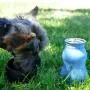 H2o4k9 Stainless Steel K9 Water Bottle 9.5oz