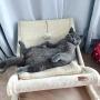 Large Cat Hammock Sturdy Chair Cat Bed with Scratching Pad and Hang Ball Toys, Hanging Soft Pet Bed for Kitten Ferret Pubby,Self Warming Cat Bed Cushion