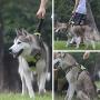 BEELED Dog Harness No Pull Adjustable Reflective Soft Vest Prevent Pulling and Choking Outdoor Pet Harness Easy Control Handle for Small Medium Large Dog