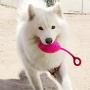 Ruff Dawg Football Flyer Rubber Dog Toy Assorted Neon Colors