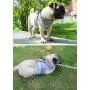 Xiaoyu Reflective Dog Vest Harness Leash Set, Harness Adjustable 3M Reflective Vest Small, Medium, Large Dogs