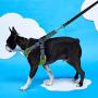 Gooby Dog Harness - Escape Free Memory Foam Step-in Small Dog Harness - Perfect on The Go Four-Point Adjustable - No Pull Harness for Small Dogs or Cat Harness