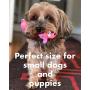 Set 6 Extra Small Squeaky Toys for Dogs Small Puppy Tiny Dogs Natural Rubber (Latex) Complies with Same Safety Standards as Children’s Toys (Toys May Vary)