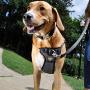 Coastal Pet Products Coastal Pet Walk Right! Front-Connect Padded Harness, Large, Black