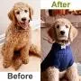 MG+ Dog Comb, Cat Comb with Rounded and Smooth Ends Stainless Steel Teeth and Non-Slip Grip Handle, Pet Comb for Long and Short Haired Dogs, Cats and Other Pets MG+ Dog Comb, Cat Comb with Rounded and Smooth Ends Stainless Steel Teeth and Non-Slip Grip Handle, Pet Comb for Long and Short Haired Dogs, Cats and Other Pets