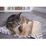 Petlinks Floor Cat Scratchers