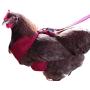 Omnipet Chicken Mesh Harness Small Blue