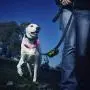 Nite Ize Pack-A-Poo Pet Pick Up Bags