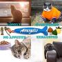 Amogato 9 Pack Catnip Toys for Indoor Cats, Kitten Cat Toys with Catnip Natural for Dental Health