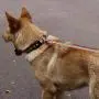 Hcpet Dog Harness (Rainbow Color, S(2.046cm))