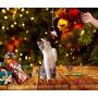 senyouth Cat Christmas Stocking, 10Pcs Cat Christmas Costume Toys, Cat Stockings Christmas Toys Cat Clothes for Cats Only, Cat Costumes for Indoor Cats Cat Interactive catnipToys for Kitten and Cats