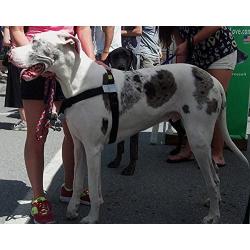 Walk Your Dog With Love No-Choke No-Pull Front-Leading Dog Harnesses - Sportso Doggo Edition