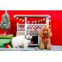 Petsfit Outdoor Cat House with Escape Door and Scratching Pad