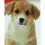Pet Training Pads By Fritz & Friends 30 Pads - 22 X 23