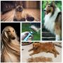 Closeep Pet Dematting Tool, 2 Sided Cat Dog Undercoat Rake Deshedding Brush for Removes Loose Knots, Mats and Tangled Hair