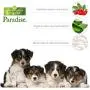 Best Shot Pet Scentament Spa Baby Powder Puppy Wash