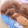 90GJ Pet Cartoon Pillow Sounding Toy Dog cat Pillow Plush Toy Pillow is About 18-22cm Long and About 35-39g