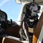 Bergan Auto Dog Harness Large-tan/black 50-80lbs